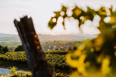 Beautiful sunset over vineyards with leaves in the foreground, sunrise landscape