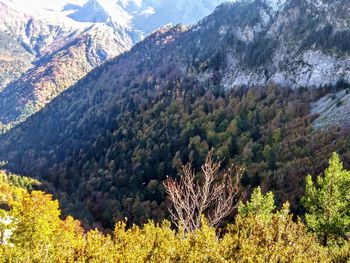 Scenic view of pine trees on mountains