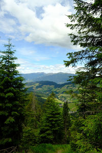 Scenic view of pine trees against sky