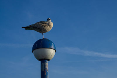 Low angle view of seagull perching on wooden post against sky