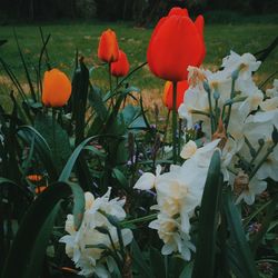 Close-up of flowers blooming outdoors