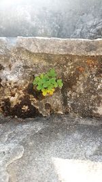 High angle view of small plant growing on wall