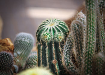 Close-up of cactus plant that looks like person