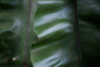 Full frame shot of green leaves