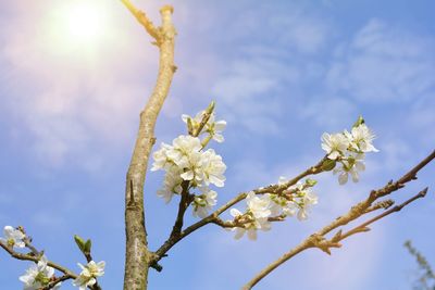 Blossoming cherry blossom branch , against a blue sky with sun