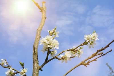 Blossoming cherry blossom branch , against a blue sky with sun