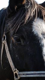 Close-up of horse