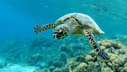 Sea turtles . great reef turtle .bissa.