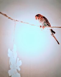 Low angle view of bird perching on string against sky