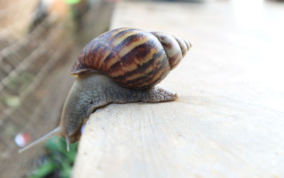 Snails walking on the cement floor, slow down.