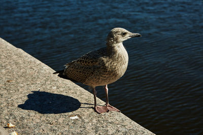 Close-up of bird perching on lake
