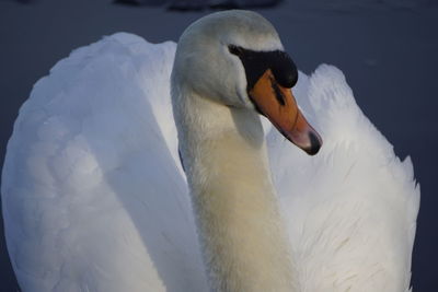 Close-up of swan swimming in lake