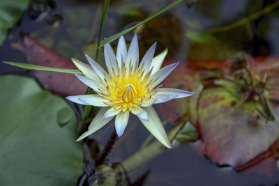 Close-up of flower in bloom