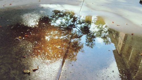High angle view of turtle in water