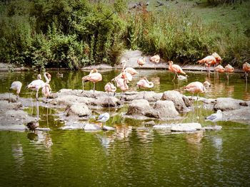 Flock of seagulls on riverbank