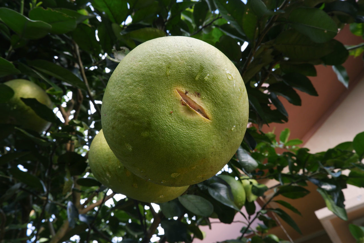 LOW ANGLE VIEW OF FRUIT ON TREE