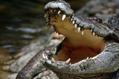 Close-up of crocodile