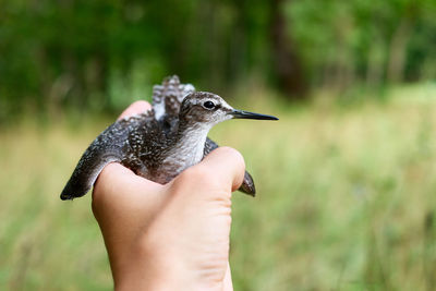 Close-up of hand holding small bird