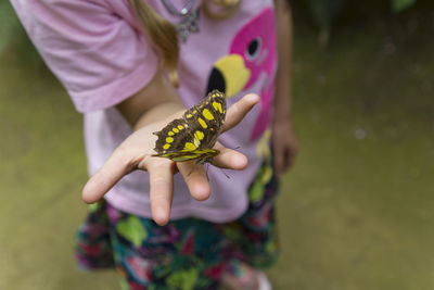 Close-up of butterfly on purple flower