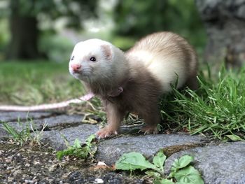 View of an animal on land