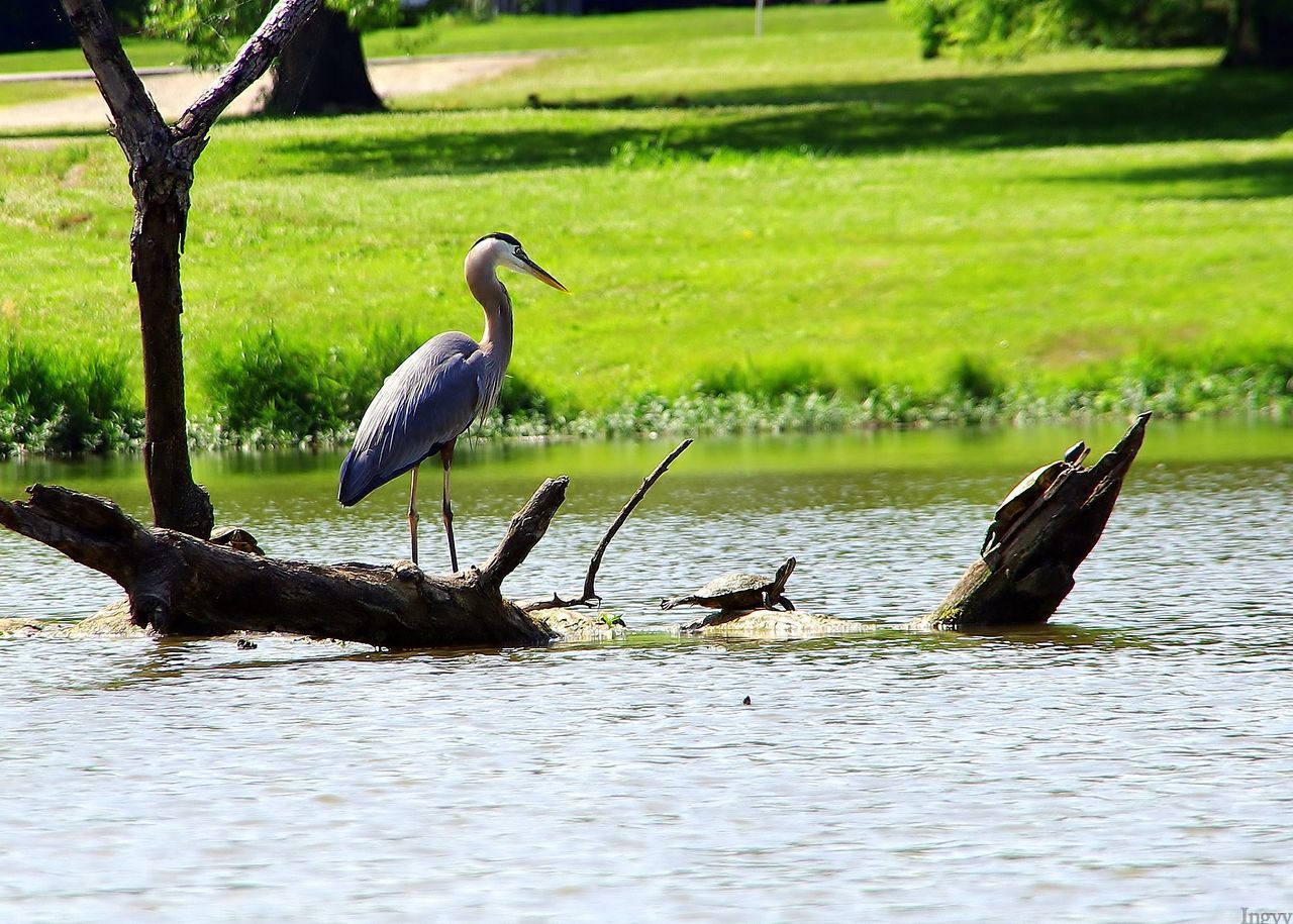 animal, animal themes, animal wildlife, wildlife, bird, water, plant, nature, group of animals, tree, lake, no people, day, grass, water bird, outdoors, beauty in nature, heron, green, perching, pelican