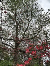 Low angle view of trees against sky