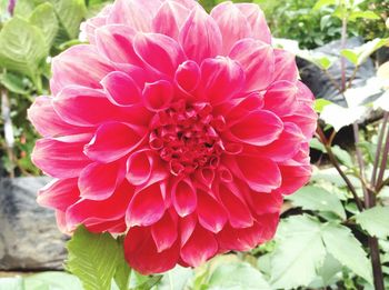 Close-up of pink dahlia blooming outdoors