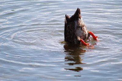 High angle view of duck swimming in lake