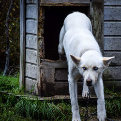 Portrait of white dog on wood