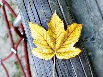 Close-up of yellow maple leaf on wood