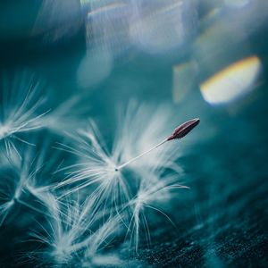 Dandelion flower plant