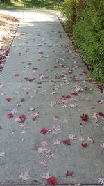 High angle view of leaves on footpath