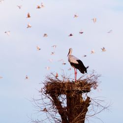 Bird perching on tree against sky