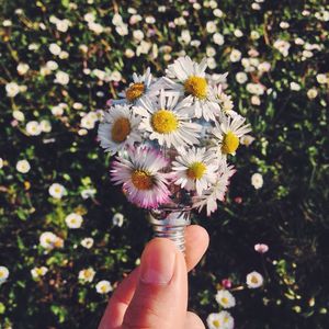 Close-up of cropped hand holding daisy