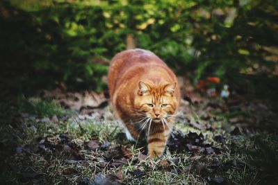 Cat walking on field