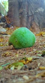 Close-up of green fruit on tree