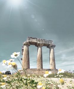 Low angle view of flowers against sky