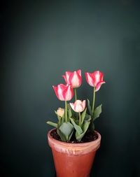 Close-up of potted plant