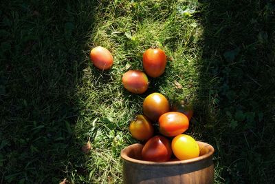 High angle view of fruits on field