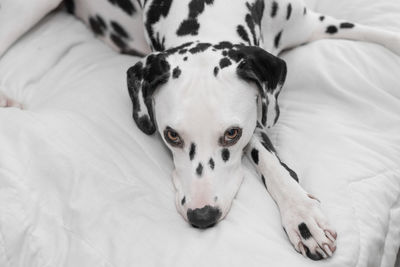 Close-up portrait of dog relaxing on bed