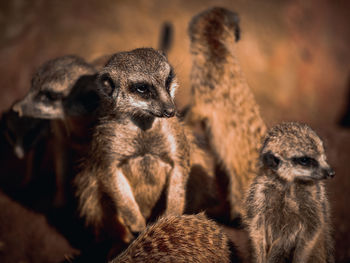 Close-up of meerkat