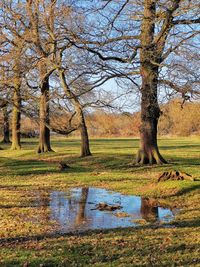 Bare trees on field by lake