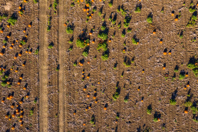 Aerial view of a hokkaido field with a tractor track in the sun seen from directly above