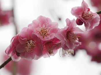 Close-up of pink flowers on tree