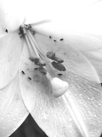 Close-up of insect on plant