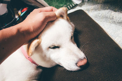 Close-up cropped hand touching dog on sofa at home