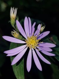 Close-up of purple flowering plant