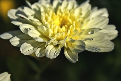 Close-up of yellow flower blooming outdoors
