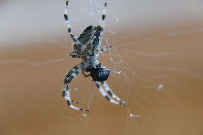 Close-up of spider on web