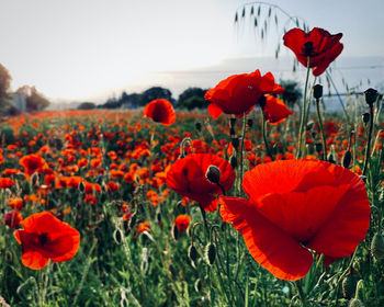 Close-up of red poppy flowers growing on field